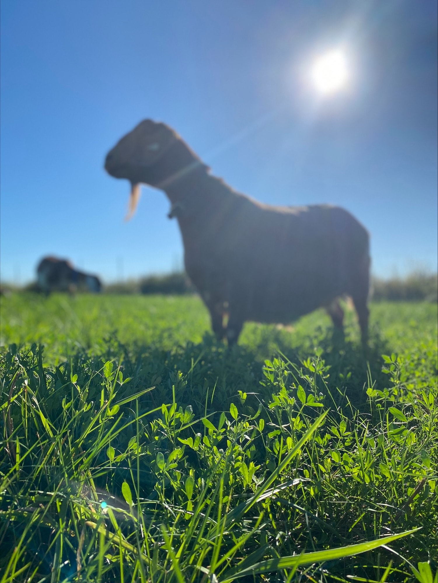 Goat herd grazing in a green meadow